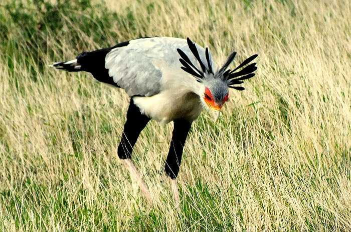 Chúng mang bộ dạng khá đặc biệt, với cơ thể như chim đại bàng hoặc chim ưng, nhưng lại có đôi chân cao lênh khênh của loài sếu.