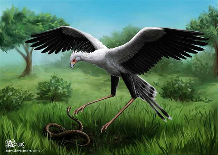 Đây là loài chim khá lớn, với chiều cao bằng một đứa trẻ, khoảng 1,3m, dài 1,5m và sải cánh rộng tới 2,3m. Con trưởng thành cân nặng tới 5kg.