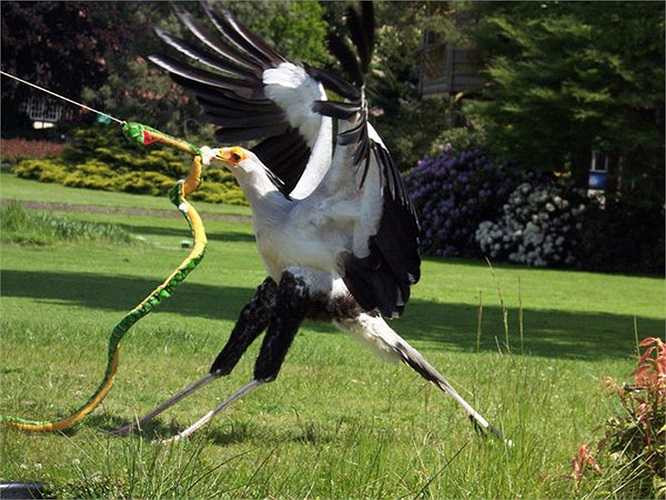 Các nhà khoa học khẳng định rằng, không chỉ giết được rắn, loài chim này còn giết được cả linh dương, loài động vật có thân thể lớn hơn nó nhiều lần.