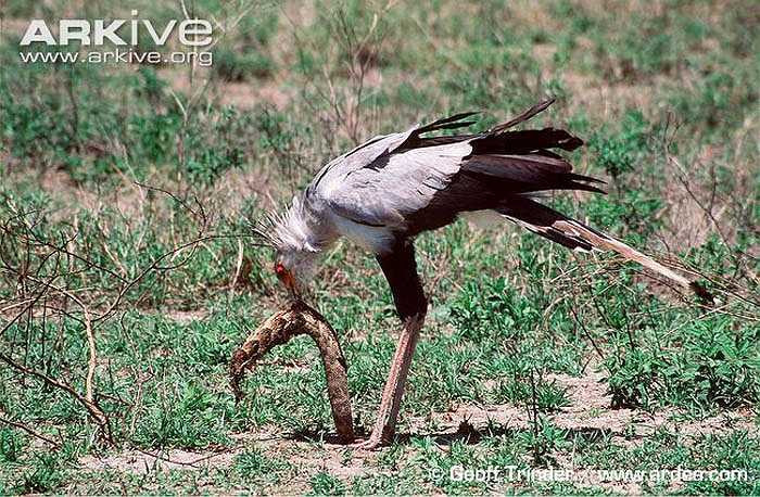 Chúng thường đi săn theo từng đôi, hoặc cô độc, chứ không đi theo đàn. Chúng có thể bay trên cao nhìn xuống tìm con mồi, hoặc đi bộ trên đôi chân cao lênh khênh ở đồng cỏ để tìm các loài bò sát, trong đó có rắn.