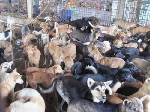 Về làng buôn chó lớn nhất xứ Thanh