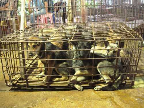 Về làng buôn chó lớn nhất xứ Thanh