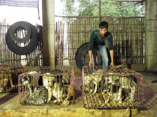 Về làng buôn chó lớn nhất xứ Thanh