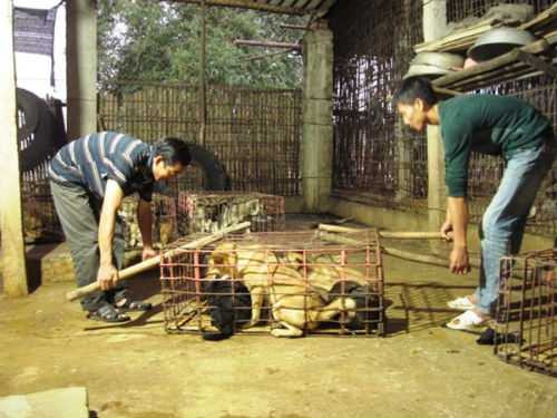 Về làng buôn chó lớn nhất xứ Thanh