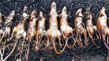 Anh Nghĩa kể, chuột làm sạch lông rồi thui nướng bằng rơm khô, sau đó xếp vào mâm để bán. Khi nào khách hỏi, chị cắt bụng bỏ phần nội tạng và phần bài tiết. Khách đến mua chỉ việc đem về rửa sạch rồi chế biến.