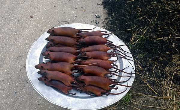 Thịt chuột từ lâu đã được xếp vào thứ hàng đặc sản miệt đồng, dân dã, hấp dẫn nhiều thực khách. Chuột thui xong có thể chế biến được nhiều món nhậu, như chuột nướng, thịt chuột hấp lá chanh, chuột rán giòn, chuột giả cầy, chuột rượu mận,...