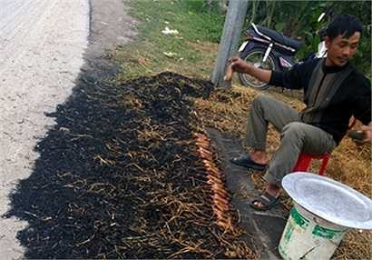 Xuôi về hơn trăm mét hướng đi Ninh Bình, anh Tâm tay vừa quạt rơm thui chuột mà miệng không ngừng trò chuyện với khách mua.