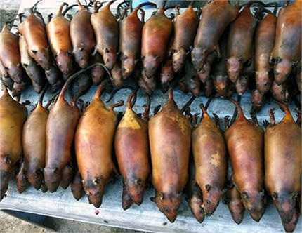 Hiện giá thịt chuột sơ chế là 70.000 đồng/kg, chưa bỏ nội tạng. Trung bình, mỗi chiều anh bán được 20-25 kg thịt chuột, trừ chi phí cũng lãi được 800.000-1 triệu đồng. So với ở quê, thu nhập đó là khá nên thu hút nhiều gia đình chuyển sang kinh doanh hàng “đặc sản” này.