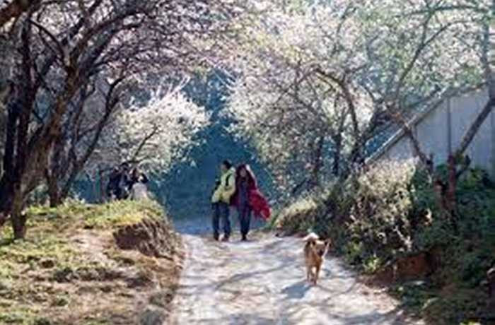 Mộc Châu là một cao nguyên với khung cảnh hùng vĩ với những đồi chè, đồng cỏ xanh ngát rộng quá tầm mắt, những vườn mận hoa trắng, những ngọn núi hùng vĩ, bốn mùa mây phủ, những bản làng ẩn hiện trong sương sớm, những thửa ruộng bậc thang…