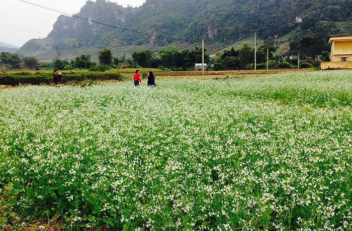 Thủ tướng Chính phủ vừa phê duyệt Quy hoạch tổng thể phát triển Khu du lịch quốc gia Mộc Châu, tỉnh Sơn La đến năm 2020, tầm nhìn đến năm 2030.