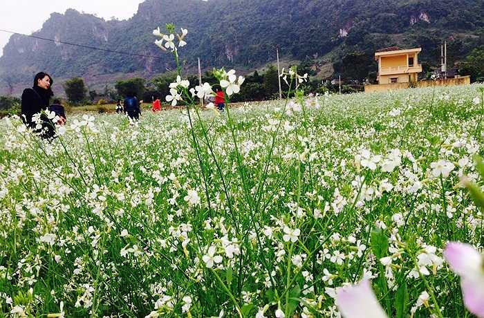 Theo quy hoạch, Khu du lịch quốc gia Mộc Châu có tổng diện tích tự nhiên là 206.150 ha nằm trên địa bàn 2 huyện Mộc Châu và Vân Hồ, tỉnh Sơn La. 