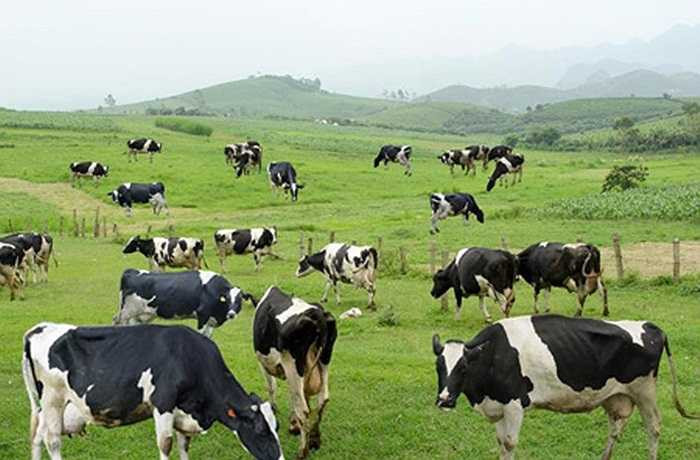 'Bò sữa' - loài vật nuôi phổ biến nhất ở đây, cùng với 'Chè' từ lâu đã trở thành biểu tượng của cao nguyên Mộc Châu. 