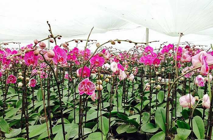 Mục tiêu là đến năm 2020, Khu du lịch đón trên 1,2 triệu lượt khách, đến năm 2030 đón khoảng 3 triệu lượt khách, trong đó khách quốc tế đạt khoảng 50.000 lượt; phấn đấu tổng thu từ khách du lịch đạt khoảng 1.500 tỷ đồng vào năm 2020 và khoảng 6.000 tỷ đồng vào năm 2030.