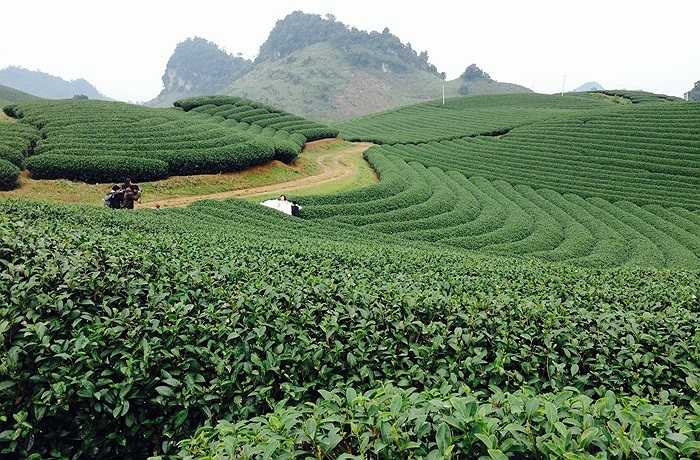 Khu du lịch quốc gia Mộc Châu sẽ hình thành 3 trung tâm du lịch trọng điểm gồm: Trung tâm nghỉ dưỡng Mộc Châu, trung tâm du lịch sinh thái Mộc Châu và trung tâm vui chơi giải trí Mộc Châu; hình thành các bản du lịch cộng đồng bao gồm: Bản Áng (xã Đông Sang, huyện Mộc Châu), bản Vặt (xã Mường Sang, huyện Mộc Châu), bản Tà Phình (xã Tân Lập, huyện Mộc Châu), bản Mường Khoa (xã Chiềng Khoa, huyện Vân Hồ)… 