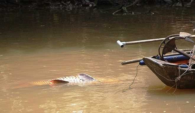 Sáng 16/10, ngư dân Trần Minh Dũng (ngụ quận 9, TP.HCM) trong lúc thả lưới đã bắt được một con cá hô lớn trên một nhánh sông Đồng Nai. Được sự giúp sức của nhiều người, anh kéo con cá này vào một đoạn kênh nhỏ để dễ bắt đưa lên bờ. 