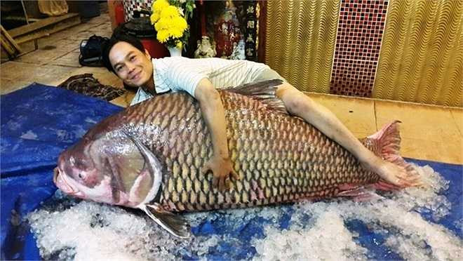 Về tới nhà hàng, cá hô Vĩnh Long được xẻ thịt trong sự háo hức chờ đợi của rất đông thực khách. Những người này đã đặt trước và chờ đợi rất lâu để được ăn thịt cá 'huyền thoại'. Những phần ngon nhất của cá như bong bóng, bao tử, lườn bụng... được bán hết ngay khi vừa xẻ thịt với giá khoảng 4 triệu đồng/kg. Những bộ phận khác giá trên 3 triệu đồng/kg. Với quan niệm, những con cá quý hiếm này sống lâu năm trong tự nhiên, tích tụ nhiều chất bổ dưỡng nên ai cũng muốn được một lần thưởng thức.