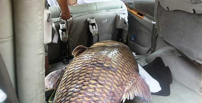 Cuối cùng, con cá được trả giá 190 triệu đồng (hơn 1,5 triệu đồng/kg). Tuy nhiên, người cháu của anh Dũng đề nghị mua con cá rồi nhanh chóng chở đi bán lại cho người khác. Khi đem tiền về, người này chỉ trả anh 1 triệu đồng/kg.