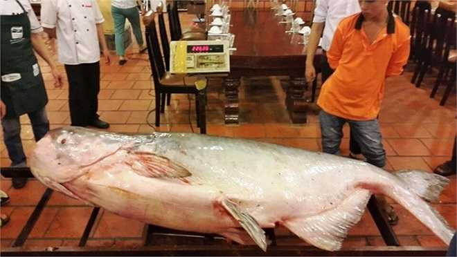 Đây là con cá tra dầu lớn nhất từng được mua về TP.HCM. Do nó quá nặng, gần 10 nhân viên được huy động để khiêng cá và xẻ thịt. Hiện chưa rõ giá mua con cá này nhưng giá bán của nhà hàng cho thực khách là hơn 1,5 triệu đồng/kg. Tra dầu cũng là loài cá quý nhưng nhiều năm nay những con to đã ít xuất hiện.