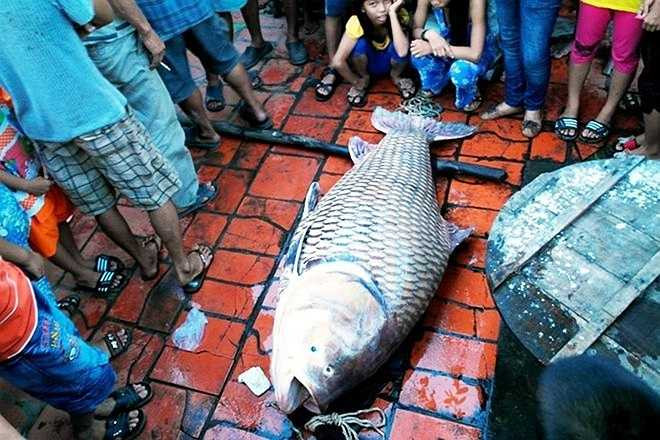 Ngày 6/12, ngư dân Nguyễn Văn Minh (28 tuổi) trong lúc đánh cá đã bắt được con cá hô vàng khá lớn trên sông Cổ Chiên, đoạn chảy qua địa bàn huyện Mang Thít (tỉnh Vĩnh Long).