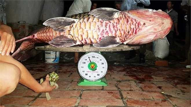 Con cá hô này nặng 130 kg, dài 1,5 m. Chỉ ít giờ sau khi đưa lên bờ nó đã chết nên giá bán không còn cao như con cá hô bị bắt ở quận 9, TP.HCM.