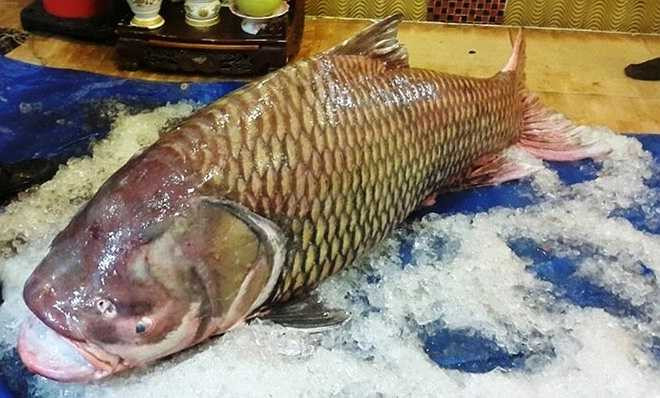 Nhà hàng đã mua con cá tra dầu 230 kg trước đó nắm được thông tin, nhanh chóng có mặt tại nhà anh Minh trả giá. Con cá hô Vĩnh Long được nhà hàng mua với giá 162 triệu đồng và ướp đá chở thẳng về TP.HCM.