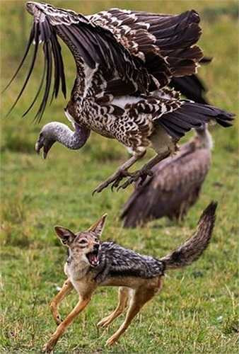 Chó rừng lưng đen và kền kền lưng trắng quyết đấu tại Maasai Mara (Kenya) nhằm tranh giành miếng mồi ngon.