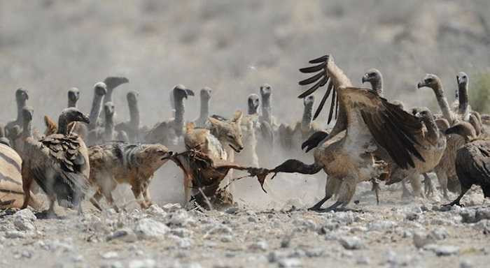 Đến lúc này, dường như đàn kền kền đã đông đủ đến mức chúng dám xông vào dành mồi với lũ chó rừng.