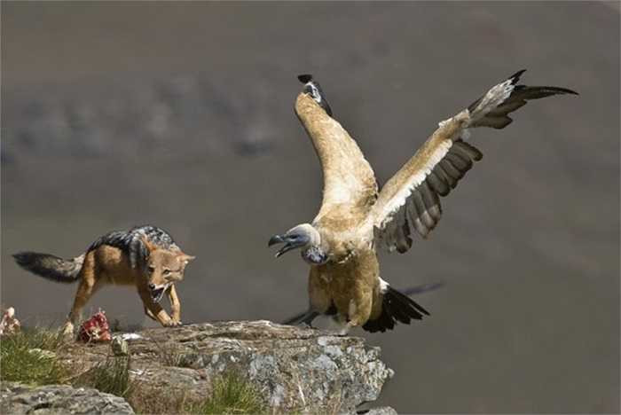 Ngay trên một mỏm đá cheo leo của vùng Castle Giant, Nam Phi...