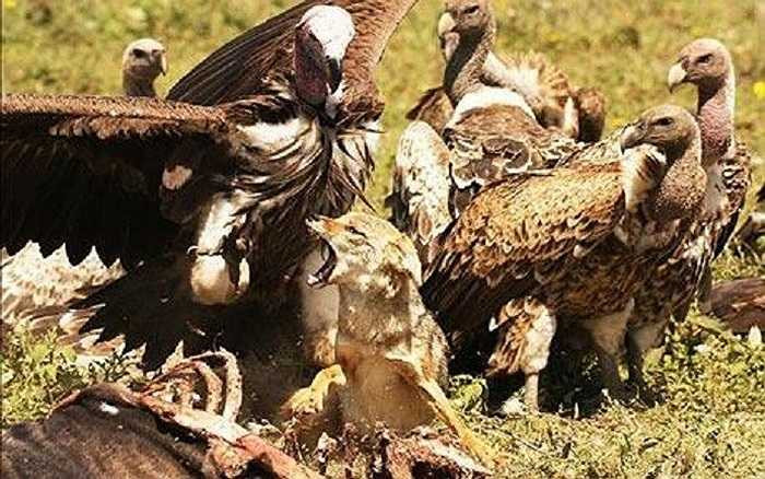 Một đàn khoảng 30 con kền kền vây kín xung quanh một con chó để tranh giành miếng mồi dê rừng.