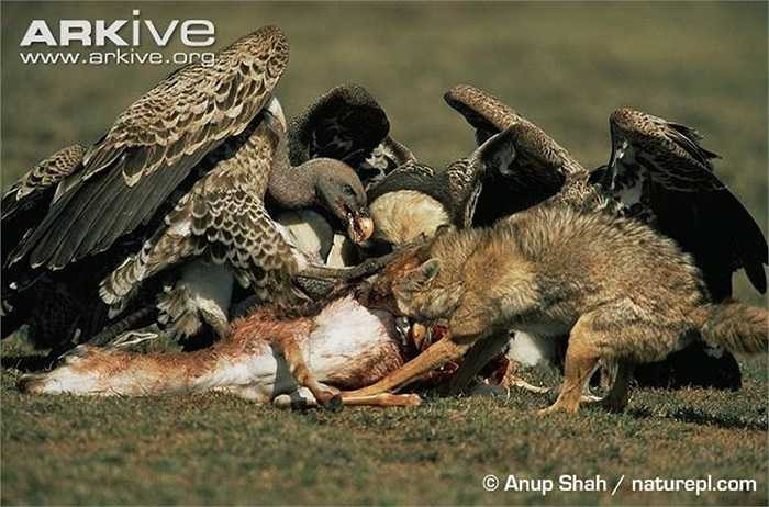 Cả kền kền và chó rừng đều hung hăng cấu xé con mồi đã chết.