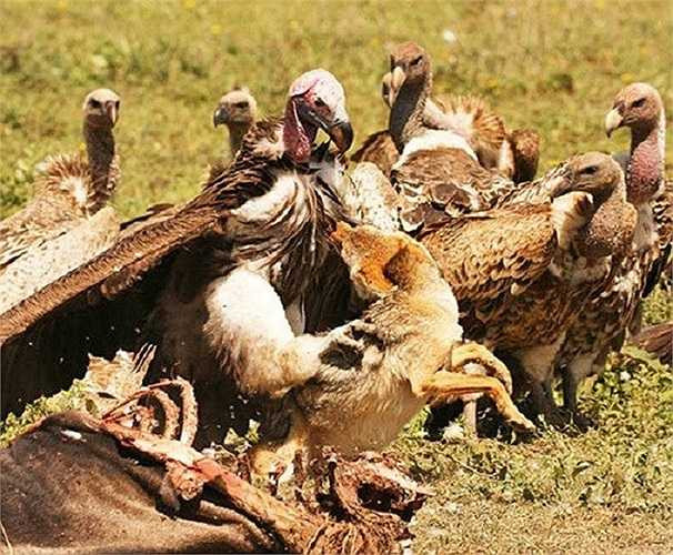 Kền kền dùng móng vuốt móc vào lưng con chó rừng trong khi con chó rừng cũng không kém miếng, quay lại tìm cách cắn vào cổ đối thủ.