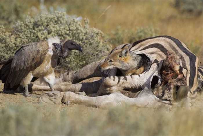 Kền kền thèm thuồng muốn được chia sẻ vài miếng thịt ngựa vằn nhưng có vẻ con chó rừng này nhất quyết không cho. (Ảnh chụp tại công viên quốc gia Etosha ở Namibia).