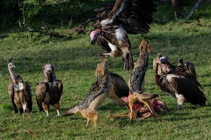 Trên vùng Maasai Mara (Kenya), cặp vợ chồng chó rừng lưng đen phải đương đầu với cả đàn kền kền háu đói để giữ được miếng ăn.