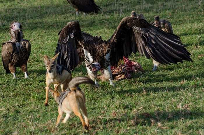 Đến hiệp 2, kền kền dường như đã dành được ưu thế. Chó rừng lưng đen thường đi săn theo cặp hoặc thành từng nhóm nhỏ.