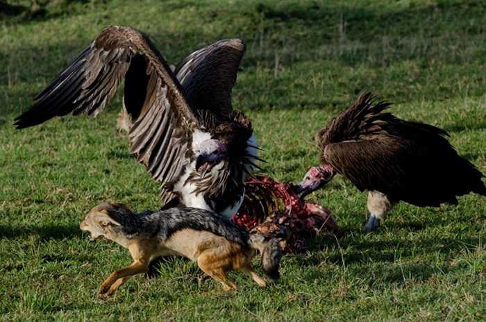 Tuy nhiên, trong trận chiến này, cặp đôi chó rừng đành đầu hàng trước lũ kền kền hung hăng.