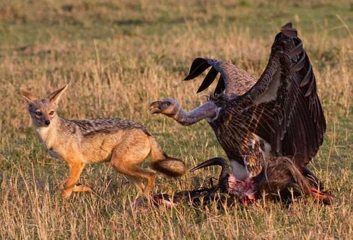 Con cáo này có vẻ như đã nhận ra rằng sẽ có cách dễ dàng để kiếm miếng ăn hơn là tranh giành với chiếc mỏ sắt này.