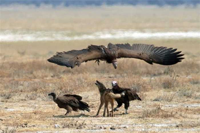Con chó rừng lưng đen này bị bao vây bởi 3 con kền kền nhằm tranh giành một xác chết ở Namibia.