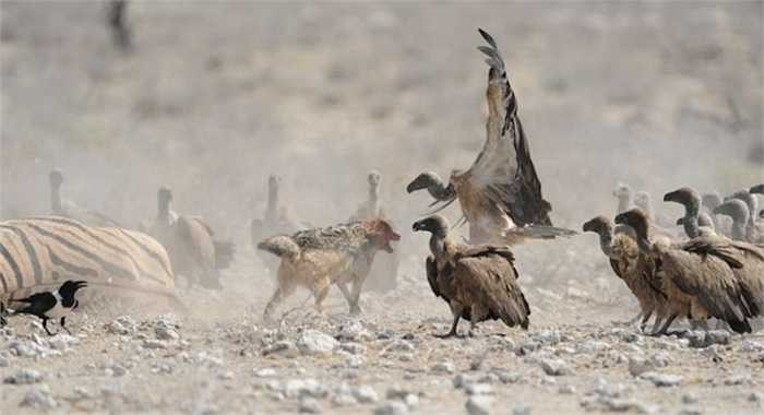 Căng thẳng hơn, con chó rừng phải đối phó với cả đàn kền kền đông đúc. Mỗi xác chết như thế phải thu hút tới hơn 100 con kền kền nên nếu chó rừng muốn giành mồi thì phải thật sự nỗ lực.