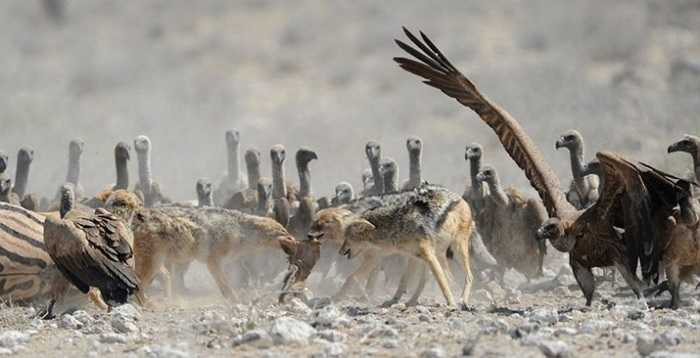 Vài con chó rừng lao vào hỗ trợ và xâu xé thịt ngựa vằn ngay trước mặt đàn kền kền. Tuy không làm được gì nhưng lũ chim ăn xác thối nhất định không dễ dàng từ bỏ mà đi vây xung quanh.