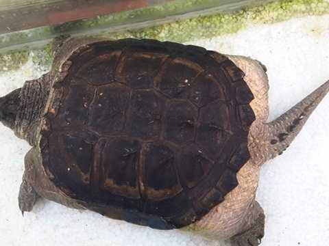 Quái thú rùa' đuôi mọc đầy gai ở miền Tây