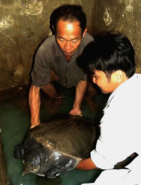 Cua đinh nặng 23,5 kg vướng câu ngư dân