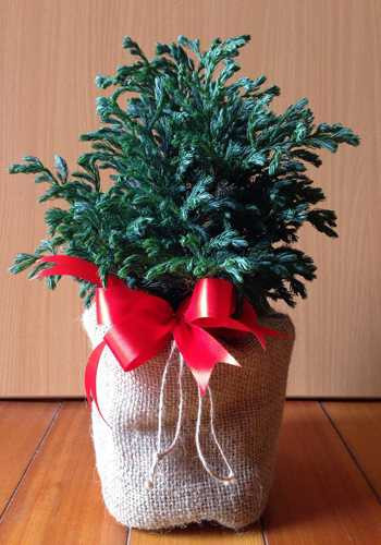 Thông thật mini đắt khách mùa Noel