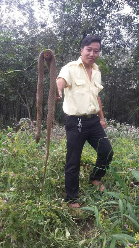 Đi xe hơi chở hơn 100 con rắn thả trộm trong khu dân cư