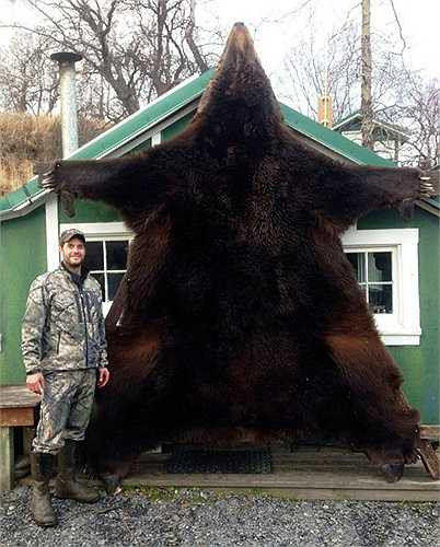 Mỗi năm có đến hơn 30.000 cá thể gấu nâu khổng lồ Alaska bị giết bởi những thợ săn chuyên nghiệp.