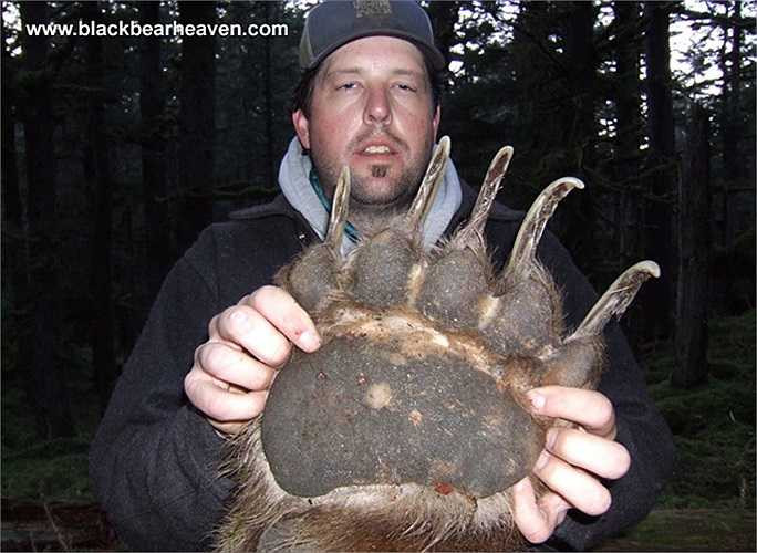 Trước đây, gấu nâu phân bố rộng rãi ở tất cả các châu lục như Á, Phi, Âu, Bắc Mỹ. Ở một số nơi loài gấu khổng lồ này đã suy giảm và tuyệt chủng. 