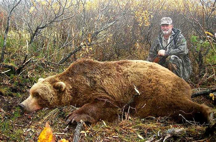 Hàng năm, chính quyền nơi đây có phép thợ săn gấu chuyên nghiệp săn bắt loài gấu này. Họ cấp thẻ, nhằm kiểm soát số lượng gấu nâu bị giết hạ trong năm.