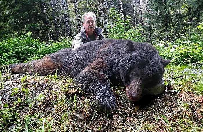 Tuy có cơ thể khổng lồ, song vận tốc di chuyển của chúng thật đáng nể. Khi đuổi bắt con mồi, gấu nâu có thể chạy với vận tốc gần 70km/h.