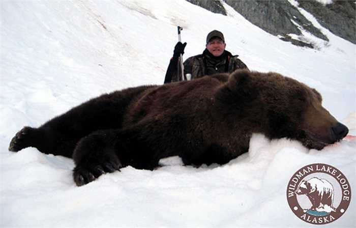 Mùa hè là thời điểm gấu nâu nạp năng lượng để tạo mỡ. Lớp mỡ dưới da của gấu nâu có thể lên tới 200kg. Lớp mỡ dày giúp cơ thể chúng giữ ấm và tiêu hao dần vào mùa đông.