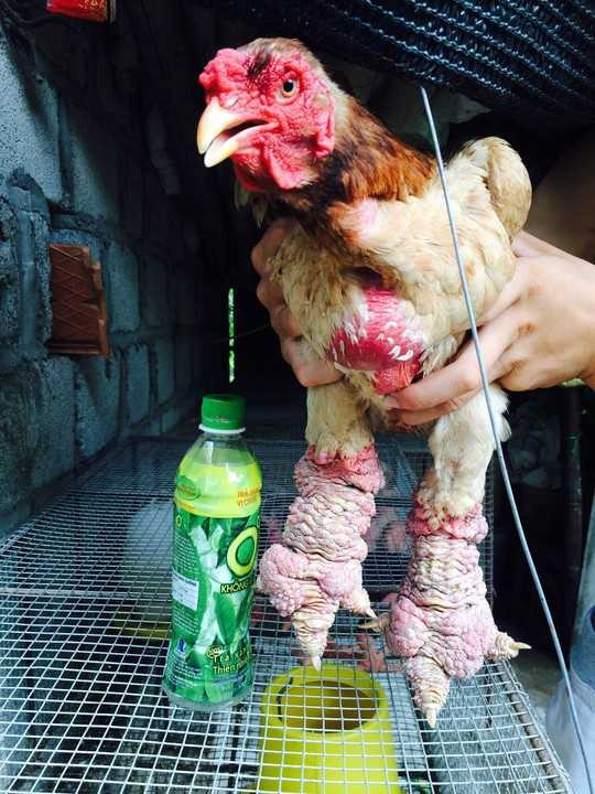 Choáng với cặp 'chân rồng' con gà Đông Tảo giá 1 cây vàng SJC