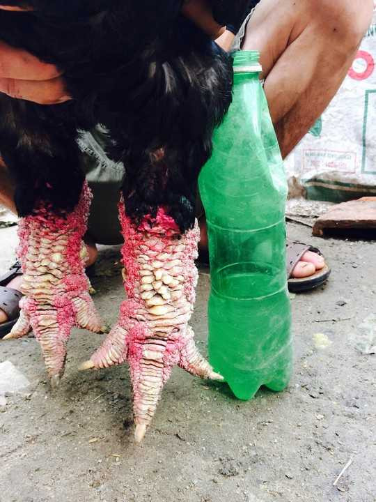 Choáng với cặp 'chân rồng' con gà Đông Tảo giá 1 cây vàng SJC